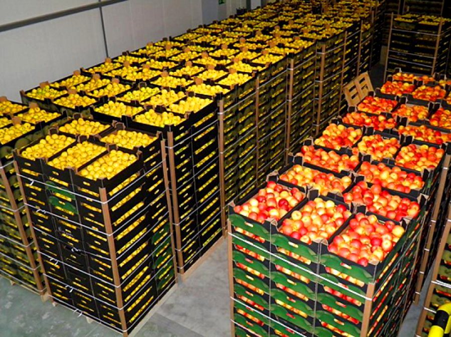 Грейпфруты упаковывают в ящики. Склад фруктов. Фрукты в ящике. Склад овощей. Транспортировка овощей и фруктов.
